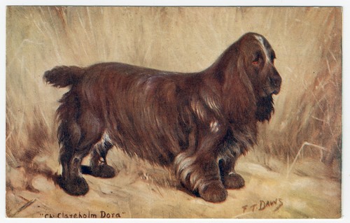 Field spaniel named - spaniel,