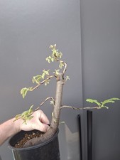  Oak Bonsai Tree yamadori 