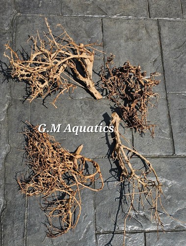 Thailand branch natural wood - thailand,