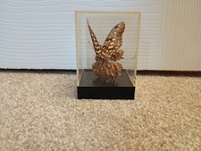 Vintage Taxidermy  Butterfly Cased. Tailed Green Jay Malaysia. 