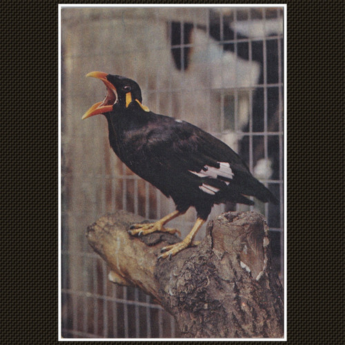 Java hill mynah bird postcard - mynah,