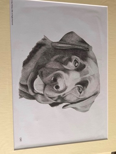 Max phillips black labrador - max,