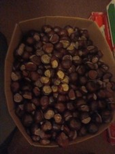 box of 300 X Conkers Horse Chestnut Spider Repellent. Available Now 2025