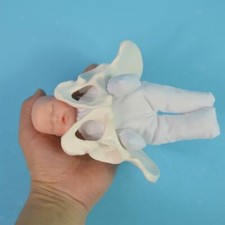 Life Size Female Pelvis Model with Models of Baby Pelvis for Teaching Study