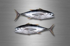 2x sticker vinyl fish boat