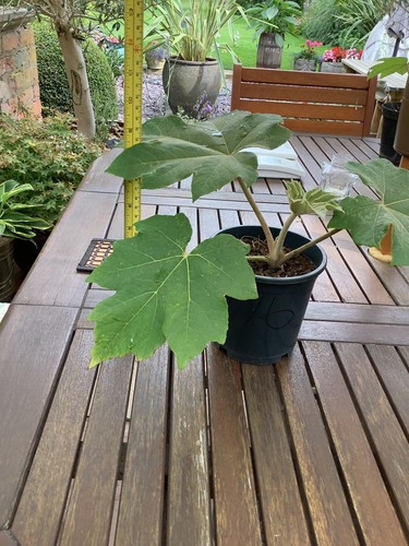 Tetrapanax