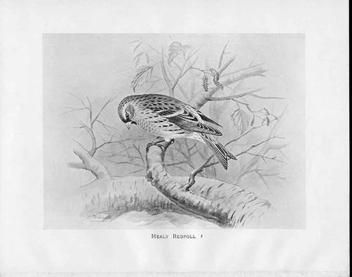 Original old antique print - old,
