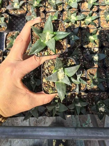 3pcs ariocarpus retusus cactus - ariocarpus,