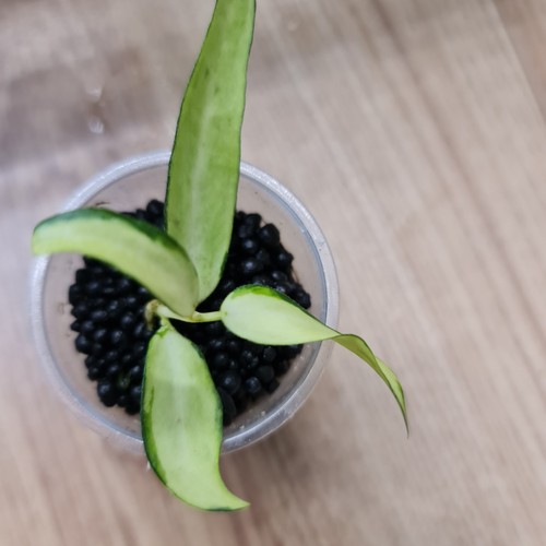 Hoya burmanica variegated - burmanica,