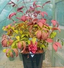 Nandina 'Blush Pink'