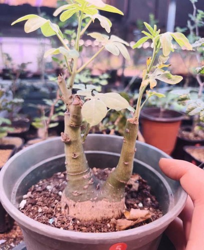 Rare live house - , plants