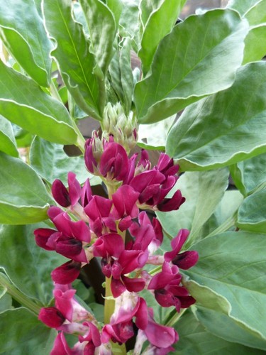 Crimson flowered broad bean - crimson,