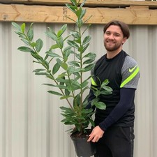 4ft Potted Cherry Laurels