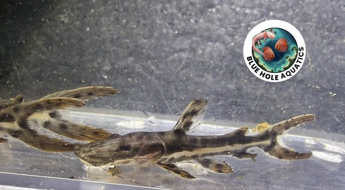 Tiger shovelnose catfish - shovelnose,