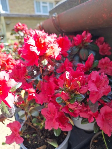 Rhododendron simsii japonica - rhododendron,