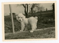PHOTO SNAPSHOT c.1950, a