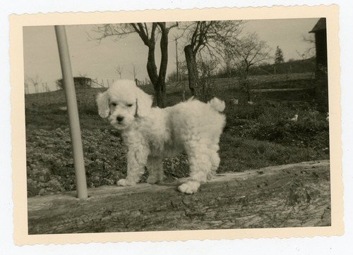 Photo snapshot 1950 a - photo,