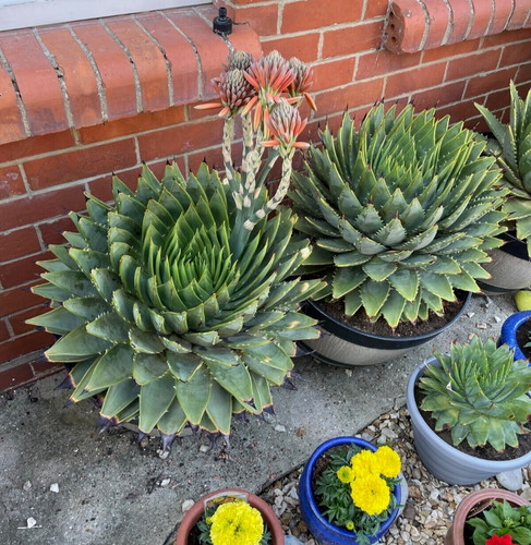 Rare aloe polyphylla seeds - 10,