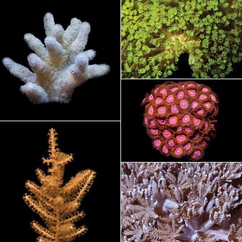Aquacultured soft coral pack - coral,