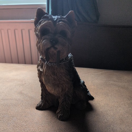 Yorkshire terrier yorkie - yorkshire,