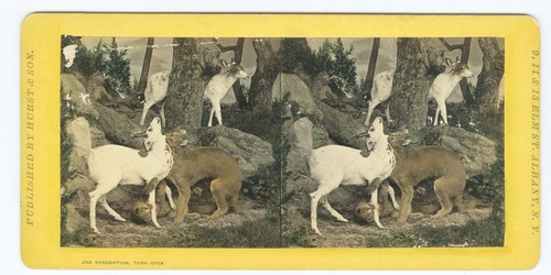D1712 mountain lion - mountain,