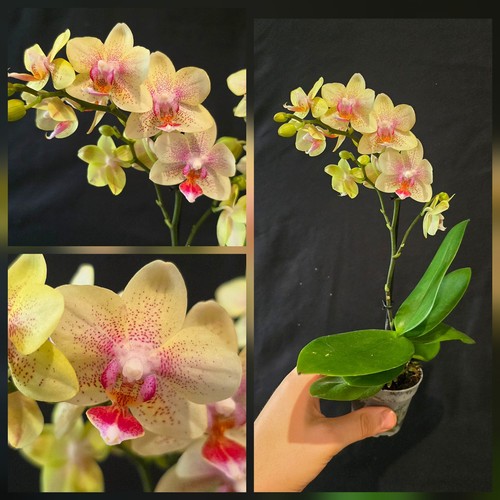 Mini phalaenopsis hibrid - phalaenopsis, 1