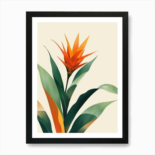 Bromeliad plant minimalist - bromeliad,