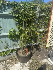 Rose Tree Mixed colour. 130 cm