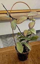 Hoya Carnosa GREY GHOST