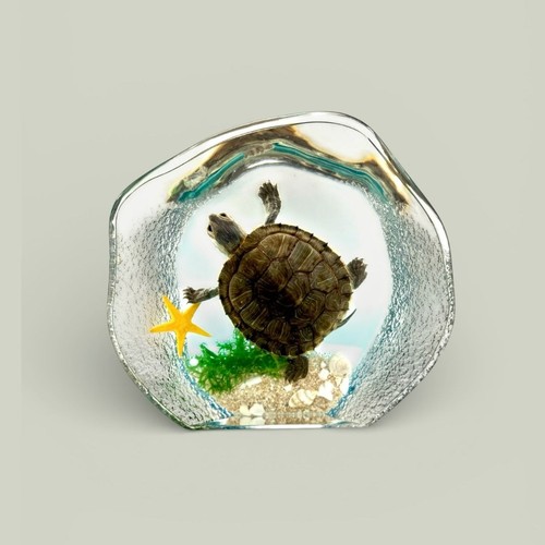 Real turtle resin - real, ocean