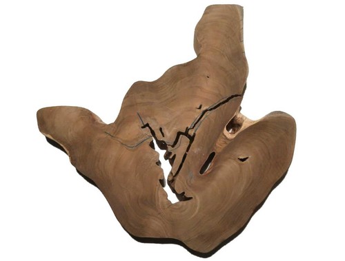 Teak tree slice - 1x, wood