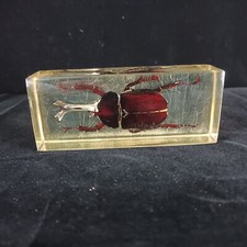 Giant Longhorn Unicorn Beetle in Clear Acrylic Block FREE P&P 