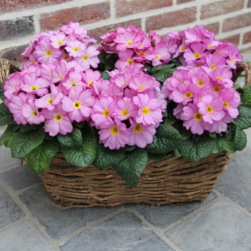 Primrose woodland rose tray - primrose, rose|