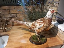 Taxidermy Male Ring Neck