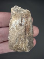 Allosaurus Dinosaur Bone