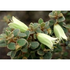 CORREA NUMMURIIFOLIA .AUSTRALIAN FUCHSIA,RARE EVERGREEN  9cms  pot