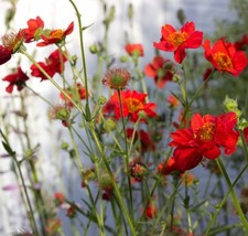 Geum 'Mrs Bradshaw'  2ltr size