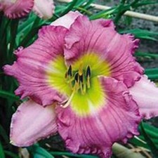Hemerocallis  - Lace Babydoll