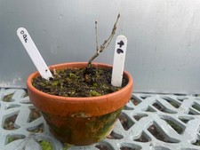 Starter Bonsai Collection -