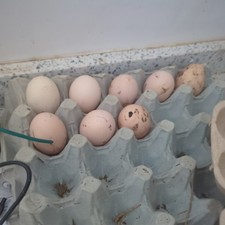 Bantam chicken Eggs x 6 in a