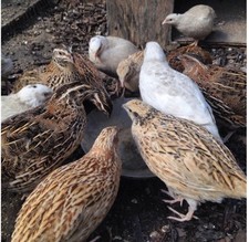 🐤Best option ✳️ 12