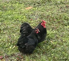 6+ Black Bantam Wyandotte
