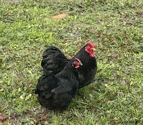 Black bantam wyandotte - black,
