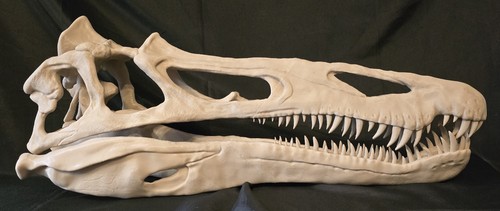 Suchomimus dinosaur skull - suchomimus,