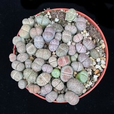 Mixed pastel lithops - lithops, group