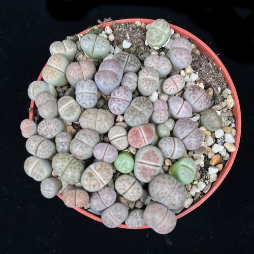 Mixed pastel lithops group - mixed,