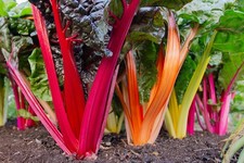 Chard Fireworks 6 Plug plants