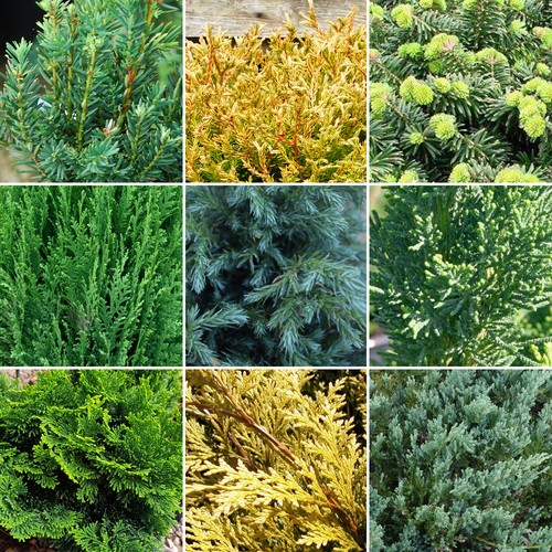Evergreen conifer plant - 6,