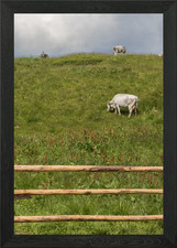 grazing cows on the mounta