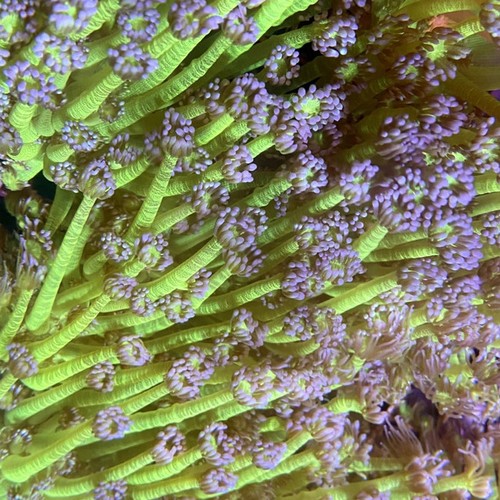 Ultra purple tip - purple,